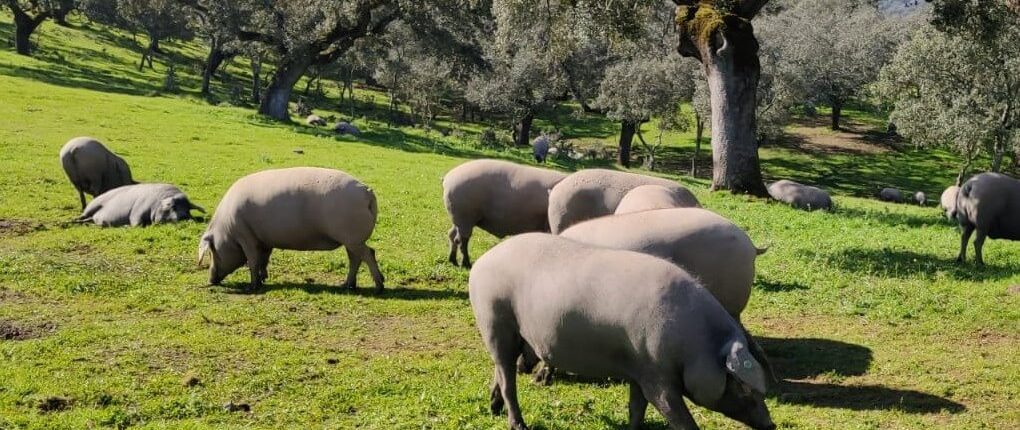 origen del cerdo Ibérico