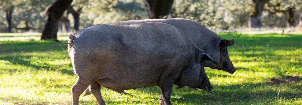 Curiosidades del cerdo ibérico