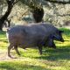 Curiosidades del cerdo ibérico